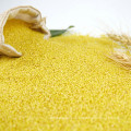 Humano Consumo Broom Corn Millet Hulled para la venta, amarillo